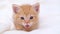 4k Portrait striped red ginger kitten wakes up, yawns and stretches. kitty looking at camera. Concept of happy adorable