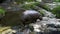 4K Pygmy hippo walking near the river in a forest of zoo. Pygmy Hippopotamus