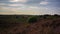 4k rotating time lapse of national park the Veluwe with blossoming purple heath flowers in the Netherlands