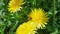 4k Scenic spring meadow with many bright yellow dandelions.