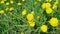 4k Scenic spring meadow with many bright yellow dandelions.
