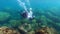 4K Scuba divers exploring underwater. People in diving gear dives down water