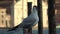 4K. Seagull on jetty, mooring pole in Venice Grand canal, Italy