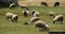 4k sheep graze on the prairie,clouds mass rolling over snow mountains in tibet.