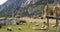 4k sheep graze on the prairie,clouds mass rolling over snow mountains in tibet.