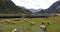 4k sheep graze on the prairie,clouds mass rolling over snow mountains in tibet.