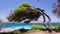 4k shot of bent over pine tree over the rocky shore, crystal clear turquoise water on greek island, Greece Vacation