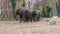 4k shot of an elephant family in Berlin zoological garden.