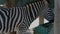 4k Shot Of Zebra Eating Dry Grass In The Basket.