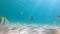 4k Slowmotion shot of young caucasian man snorkeling in a mask and breathing tube in a a beautiful sea with lots of