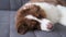 4k. Small Australian shepherd puppy dog lying, sleeping on couch