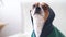 4k.Small chihuahua dog in hoodie looking at camera and barking on sofa.