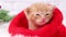 4k. Small Christmas ginger kitten is sweetly basking and looking at the camera in a knitted red Santa hat. Soft and cozy