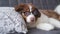 4k. Small clever Australian shepherd puppy dog with glasses lying on couch