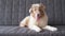 4k. Small cute Australian shepherd merle puppy dog lying on couch