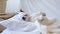 4k. Small cute chihuahua dog in eye mask sleeping and lying in white bed.