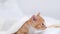 4k Small ginger striped domestic playful kitten crawls out from under the blanket. Red cat hiding under white blanket on
