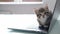 4k Small striped kitten sitting on laptop keyboard and looking at camera. Freelance , remotely online work and education