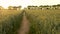 4K stabilized POV video clip of runner running on path through field of barley or wheat crops at sunset