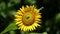 4K, Striking color of sunflower closeup shot blown by a slight breeze of wind