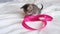 4k Striped domestic kitten playing home. Cute Cat having fun with pink ribbon on white bed