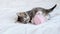 4k Striped domestic kitten playing home. Cute Cat with pink ball skein of thread on white bed