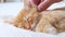 4k Striped Ginger Kitten Lying on Hands. Cat Falling Asleep in Hands of Owner. Cat Sleep. Girl Stroking Kitten.