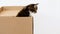 4k Striped Grey Kittens in a Cardboard Box. Cat Hiding in Box.