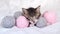 4k Striped kitten falls asleep and closes its eyes. Cute Cat with pink and grey balls skeins of thread on white bed