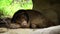4K, Sun Bear sleeping in forest between rocks and trees at zoo. Honey Bear