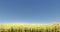 4k sunflower & shine sun rays,bright field scenery.