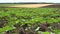 4K Sunflowers in Agriculture Field, Unripe Vegetables Crop, Cultivated Land View