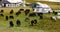 4k Tibet herdsman tent on xizang Plateau,cow & sheep flock.