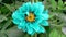 4K Time lapse of blooming Flower. Beautiful blue Dahlia opening up. Timelapse of growing blossom big flower on green