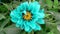 4K Time lapse of blooming Flower. Beautiful blue Dahlia opening up. Timelapse of growing blossom big flower on green