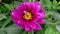 4K Time lapse of blooming Flower. Beautiful Dahlia opening up. Timelapse of growing blossom big flower on green leaves