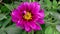 4K Time lapse of blooming Flower. Beautiful Dahlia opening up. Timelapse of growing blossom big flower on green leaves