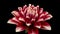 4K Time Lapse of blooming red Dahlia flower