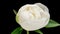 4K Time Lapse of blooming white peony