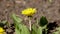 4k Time Lapse of Dandelion Flower open. Yellow Flower head of dandelion disclosed early in morning. Macro shot on Natural backgrou