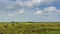 4K Time lapse of farmer uses machine to harvest rice on paddy field.