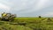 4K Time lapse of farmer uses machine to harvest rice on paddy field.