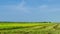 4K Time lapse of farmer uses machine to harvest rice on paddy field.