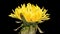 4K Time Lapse of flower dandelion on black