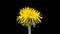 4K Time Lapse of flower dandelion on black