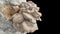 4K Time Lapse of Oyster mushrooms growing - close-up. Healthy ECO food. Edible mushroom grow on Bio farm. Food