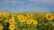 4K time lapse sunflower field