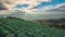 4K Time lapse of sunrays over cabbage field