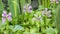 4K Time lapse of water Hyacinth