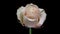 4K Time Lapse of white Rose to red flower